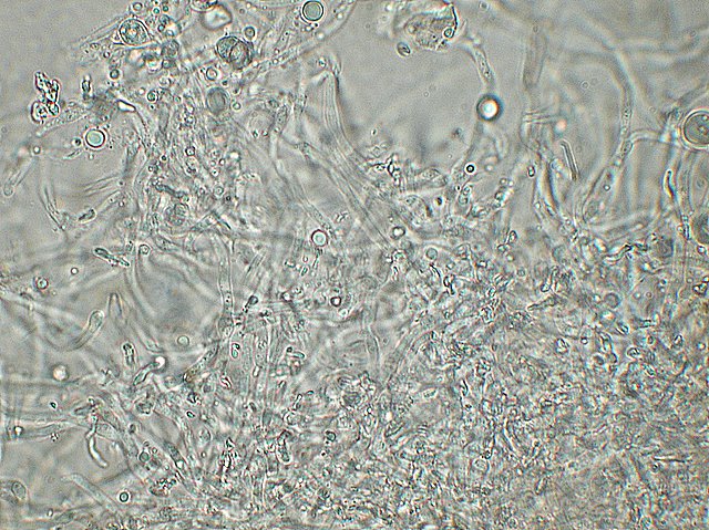 Cheimonophyllum candidissimum   (Berk. & M.A. Curtis) Singer